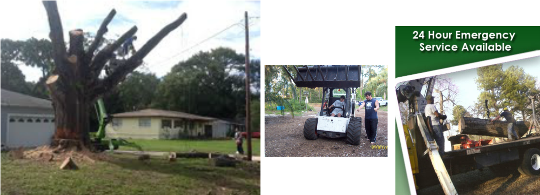 Large tree-service project in progress